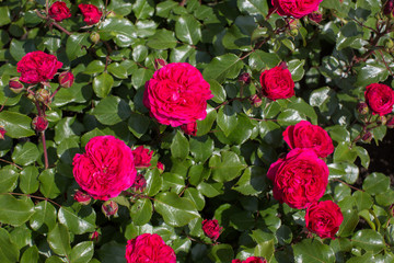 Red rose in the garden