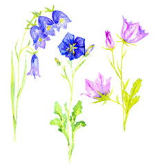 Fototapeta na wymiar Set flowers of blue bellflowers, isolated hand painted watercolor illustration in soft style