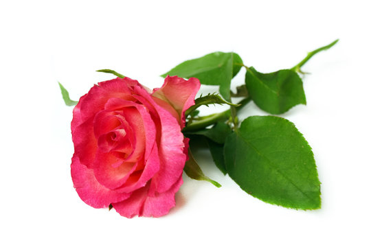 Single pink rose on white background.