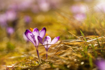Delicate fragile crocuses at early spring in sunlit meadow