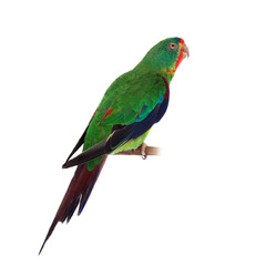 Swift Parrot on white background