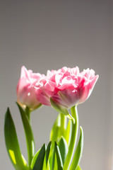 Beautiful bouquet of pink tulips on a grey background