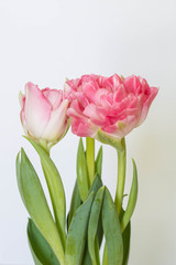Fototapeta premium Beautiful bouquet of pink tulips on a white background