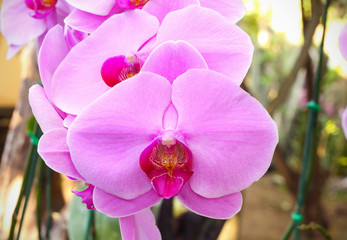 Beautiful  Pink phalaenopsis orchid flower