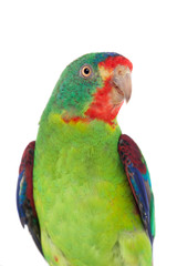 Fototapeta na wymiar Swift Parrot on white background