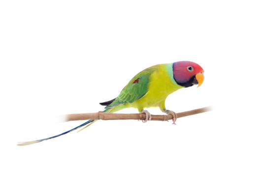 Male of plum-headed parakeet on white