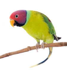 Male of plum-headed parakeet on white