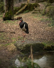 Exotic bird