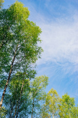 Birch trees with fresh foliage against blue sky