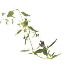 Thymian