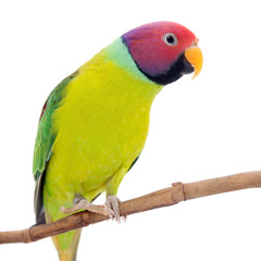 Male of plum-headed parakeet on white