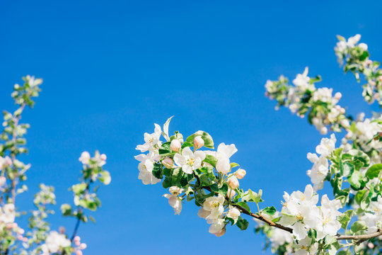 Apple tree in bloom against clear blue sky