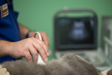 The vet does an ultrasound cat in clinic
