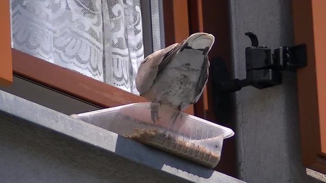 Eine T&uuml;rkentaube frisst aus einer Sch&uuml;ssel vor einem Fenster