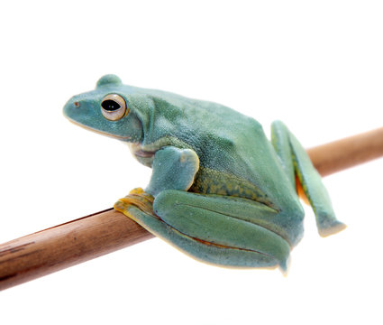 Malabar flying tree frogling isolated on white
