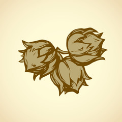 Hazelnut. Vector drawing