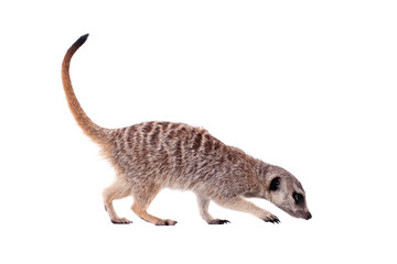 The meerkat or suricate on white