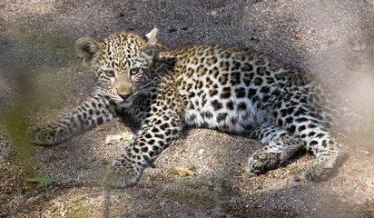 Leopard cub