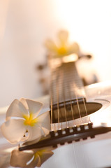 .Plumeria put on a beautiful guitar chic dream. Cut the orange light of the morning light shine, bokeh background blur invites enchantment.