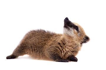 South American coati, Nasua nasua, baby on white