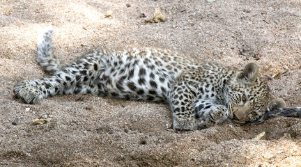 Leopard cub