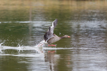 Grey goose (Anser anser) running on the water surface
