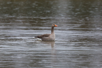 Gray goose (Anser anser) swimming on water surface in the  rain