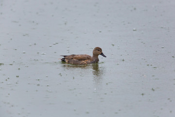portrait of male gadwall duck (Anas strepera) swimming in rain