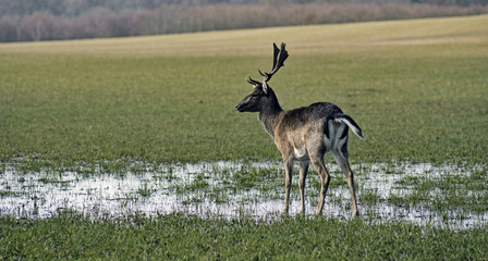 Danish winter deer