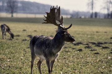 Danish deer on meadow