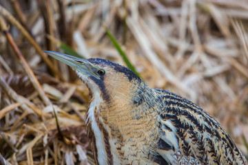 portrait of great bittern (Botaurus stellaris) sitting in reed