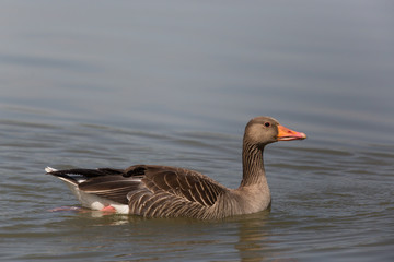 Portrait of one gray goose (anser anser) swimming in water