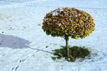 zielone drzewko zimą