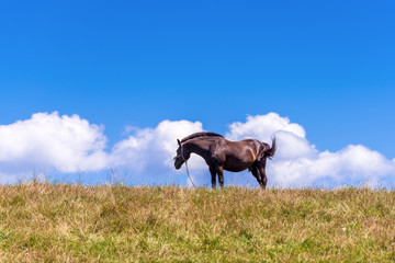Typical polish horse on a summer pasture under blue sky. Malopolska. Poland.