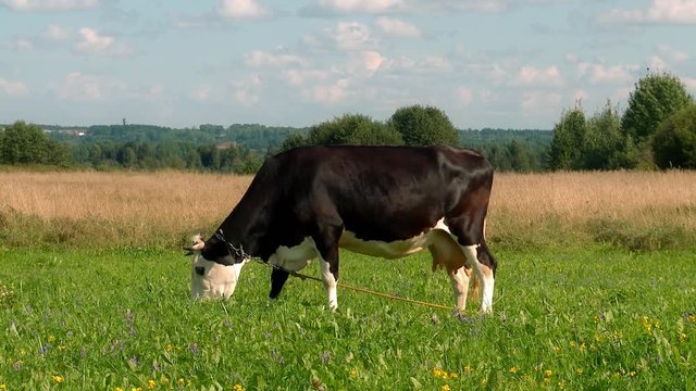 Cow grazing on a meadow.