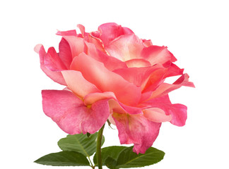 Beautiful pink roses for design isolated