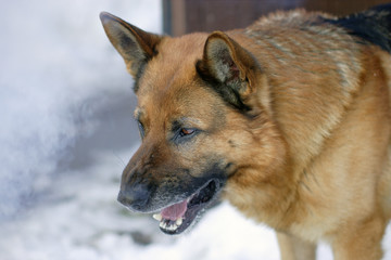 German Shepherd angry and barks