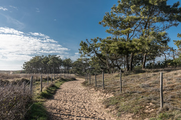 Fototapeta na wymiar Chemin de sable dans la forêt de Bretignolles-sur-mer