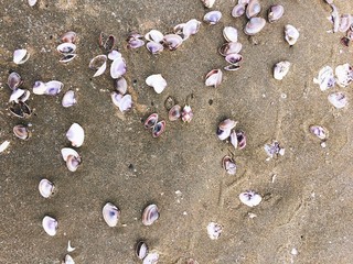 Fototapeta na wymiar Sea shells and snail on the sand beach