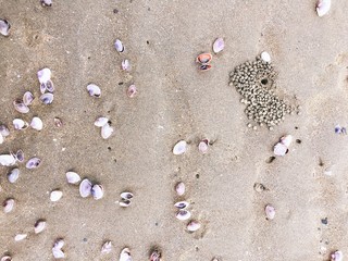 Sea shells and snail on the sand beach