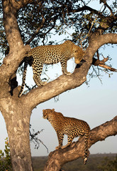 Leopard