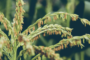 Corn poppy in blossom, crops