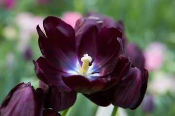 Цветок тюльпан "Королева Ночи"