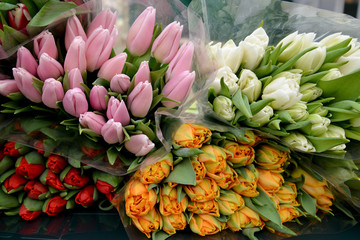 Multi-colored tulips lie for sale