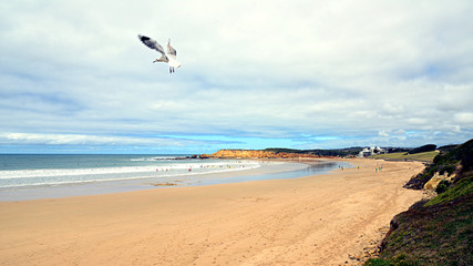 Relaxing beach with bird