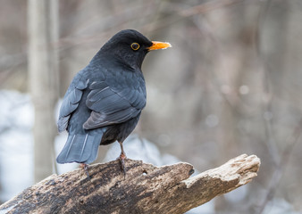 Blackbird