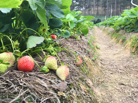 Ripe red strawberry on planting field
