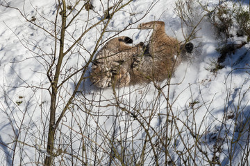 Europäischer Luchs (Lynx lynx)