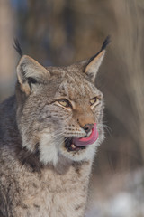 Europäischer Luchs (Lynx lynx)