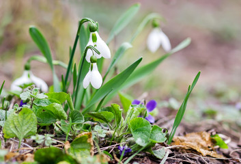 Beautiful snowdrops in spring